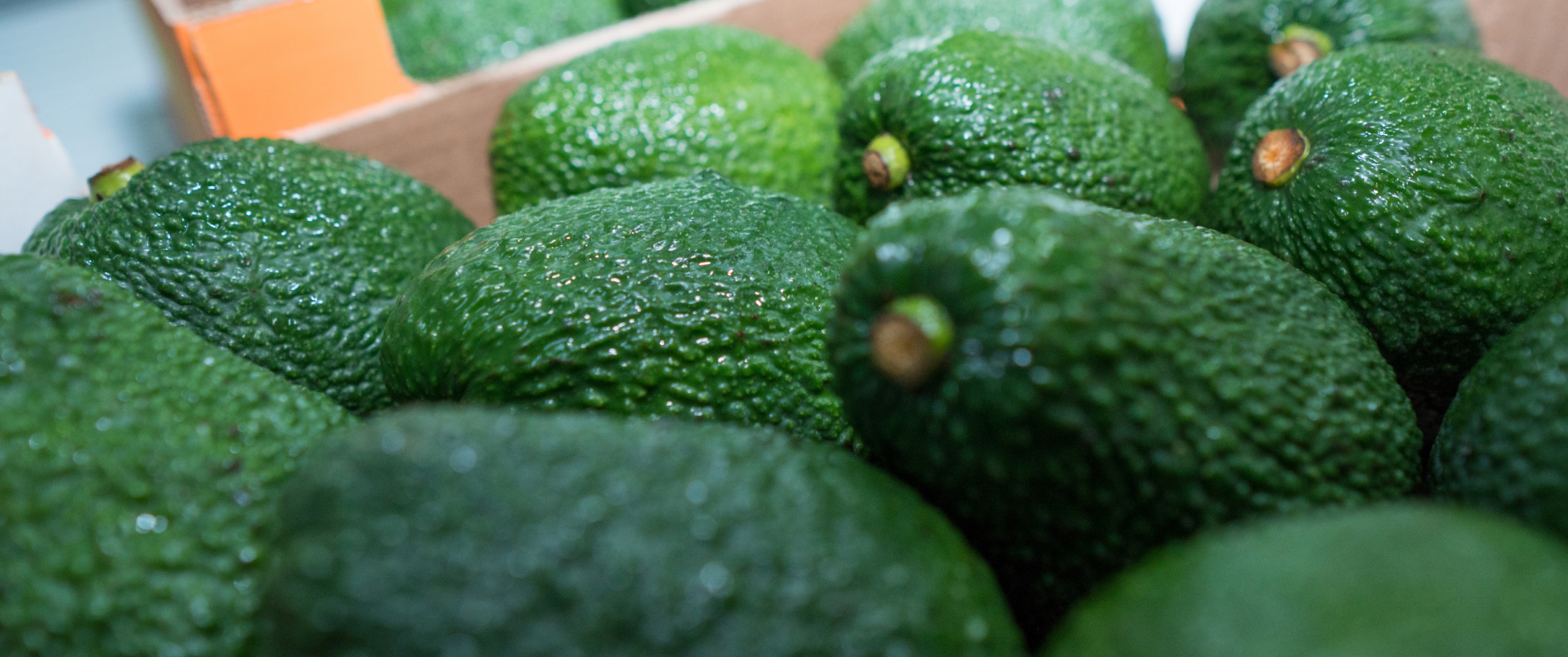 Peru’s avocado window has been extending - Avocados From Peru